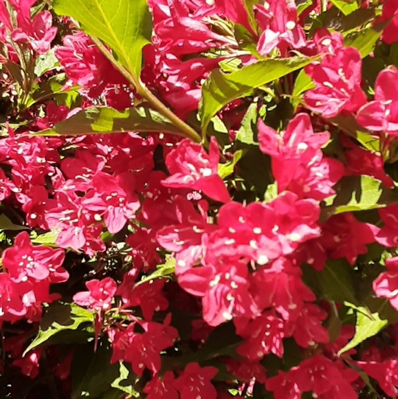 Meet your Posher, Emily - Picture 1 of 1